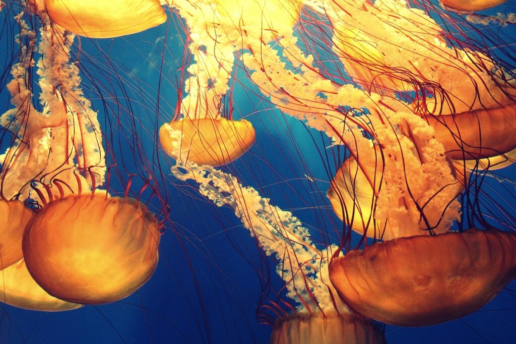 海の生き物を通じて学ぶ