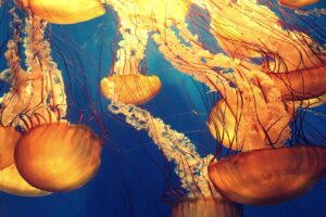 海の生き物塗り絵