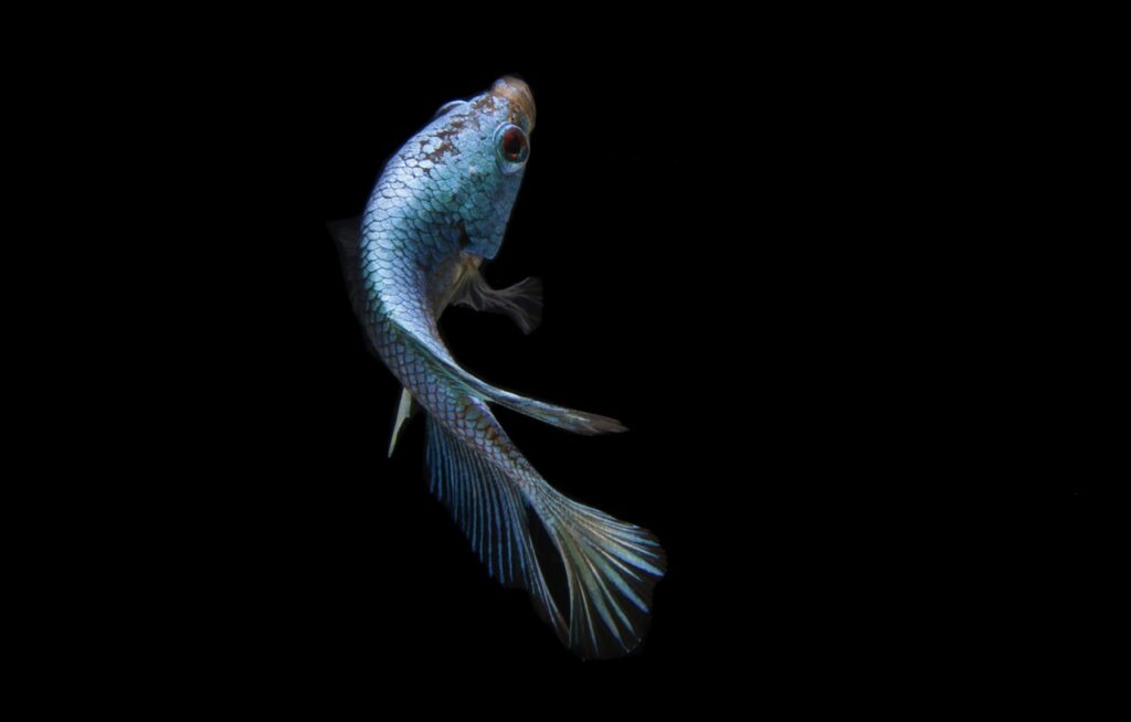 魚 塗り絵の進め方とヒント