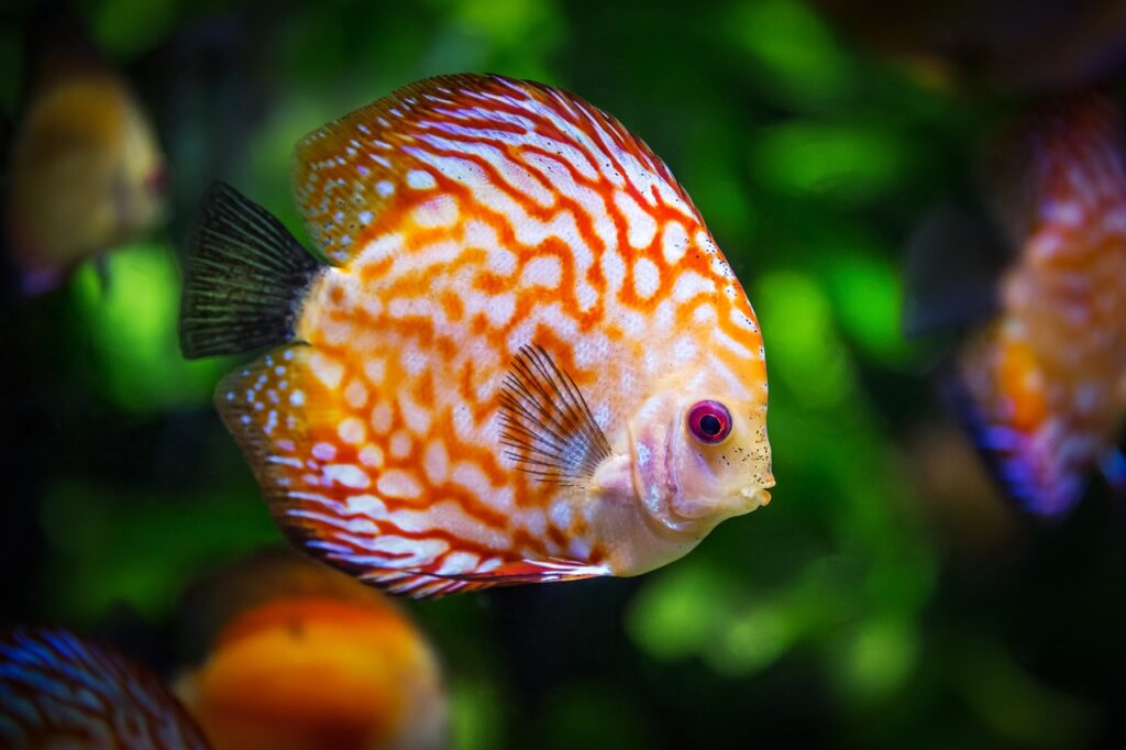 魚 塗り絵の魅力とは