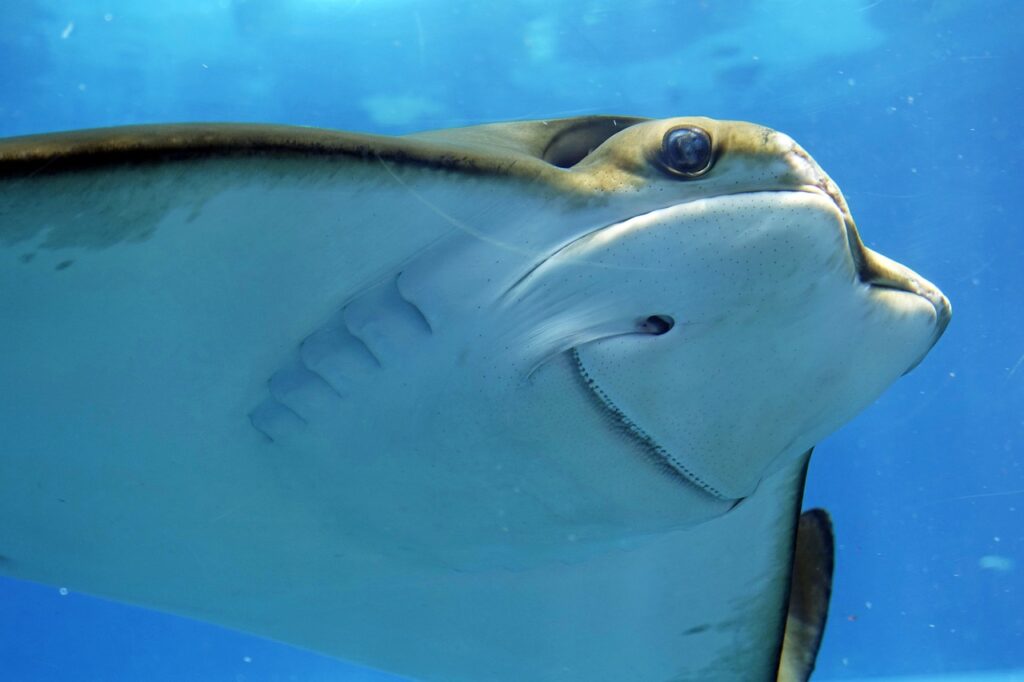 海の生き物の魅力と教育的価値